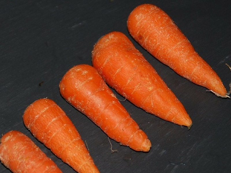 Delicious Chantenay carrots just picked from the garden