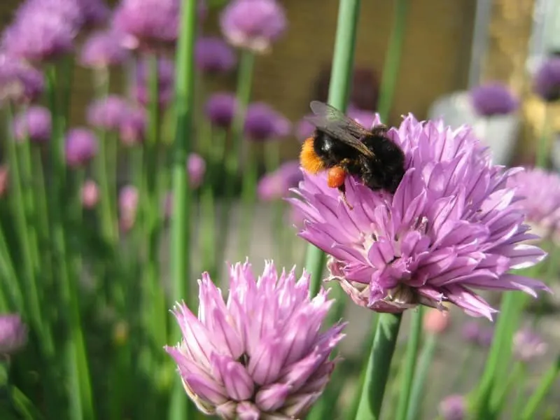 Bee doing its work on my chives