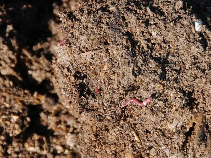 Organic soil with compost worms