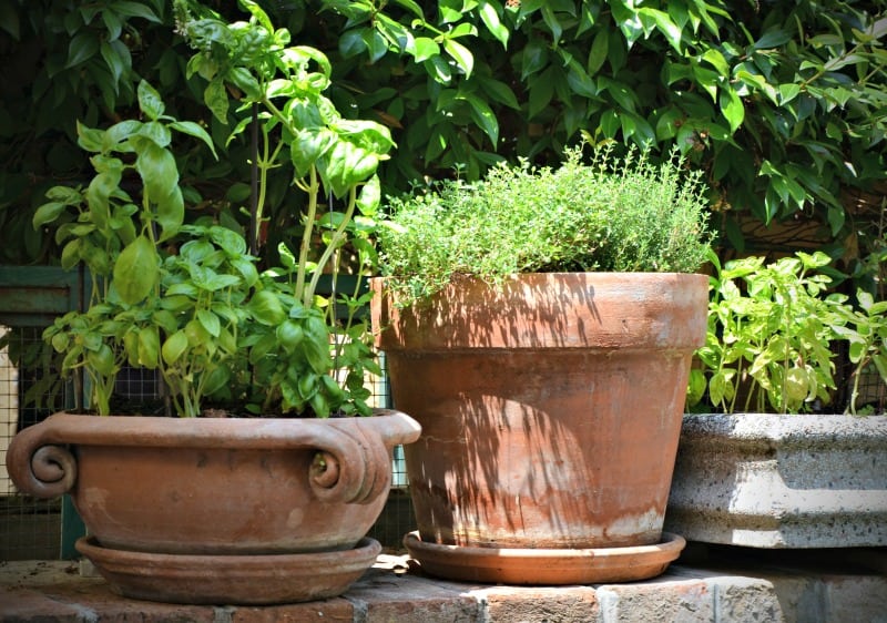 Container herb garden