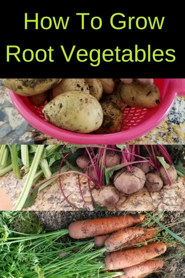 root vegetables: potatoes, beets, and carrots