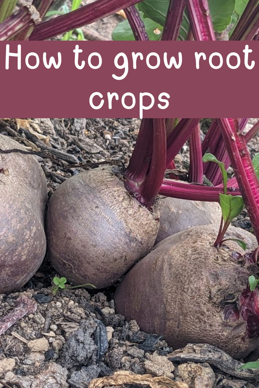 How to grow root crops.