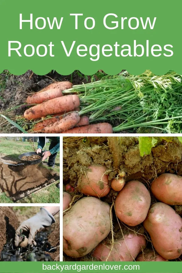 collage of root vegetable pictures