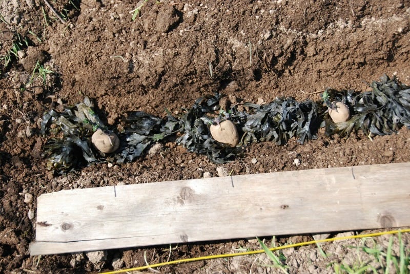 Potato seeds ready for planting on a bed of seaweed