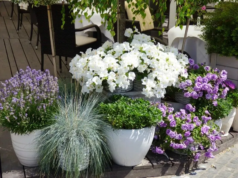 A mixture of potted herbs and flowers