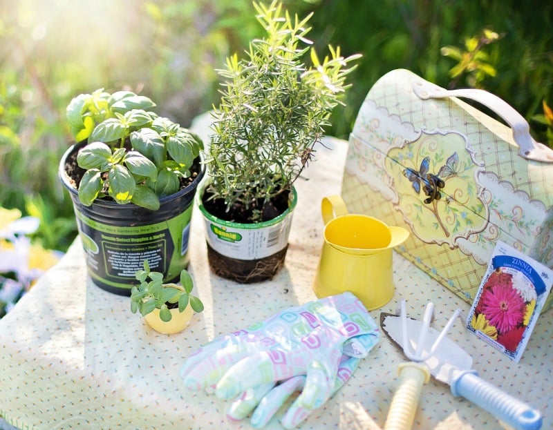 Basil and rosemary in pots, ready to plant in my kitchen herb garden