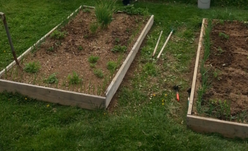 Raised bed herb garden