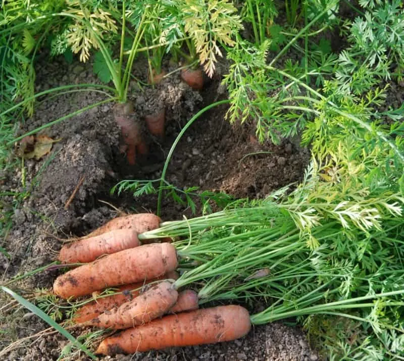a bunch of carrots just pulled out of the ground