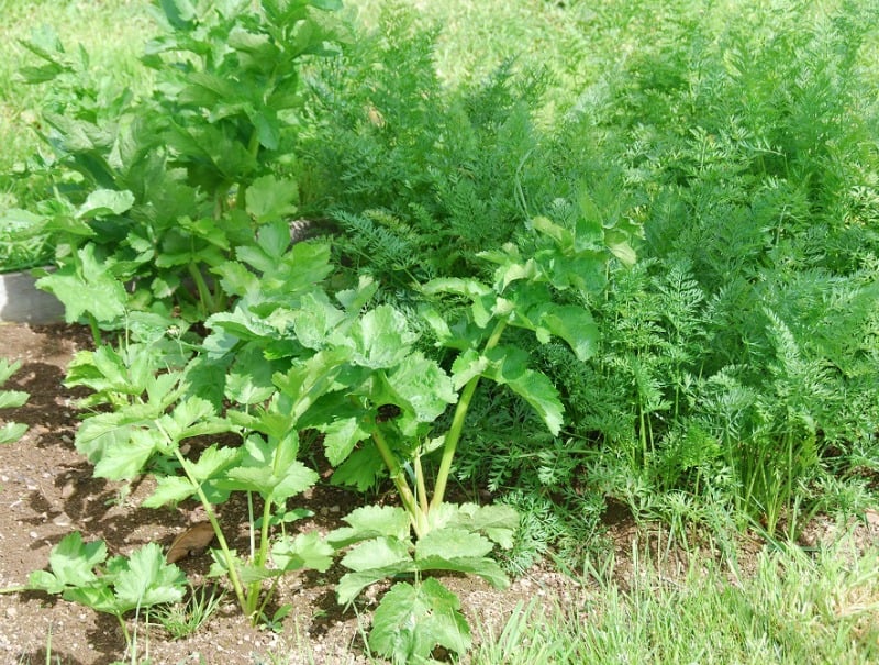 Root vegetables: carrots and parsnips growing in the garden