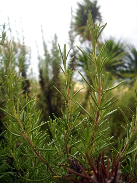 Sprigs of rosemary in my herb garden