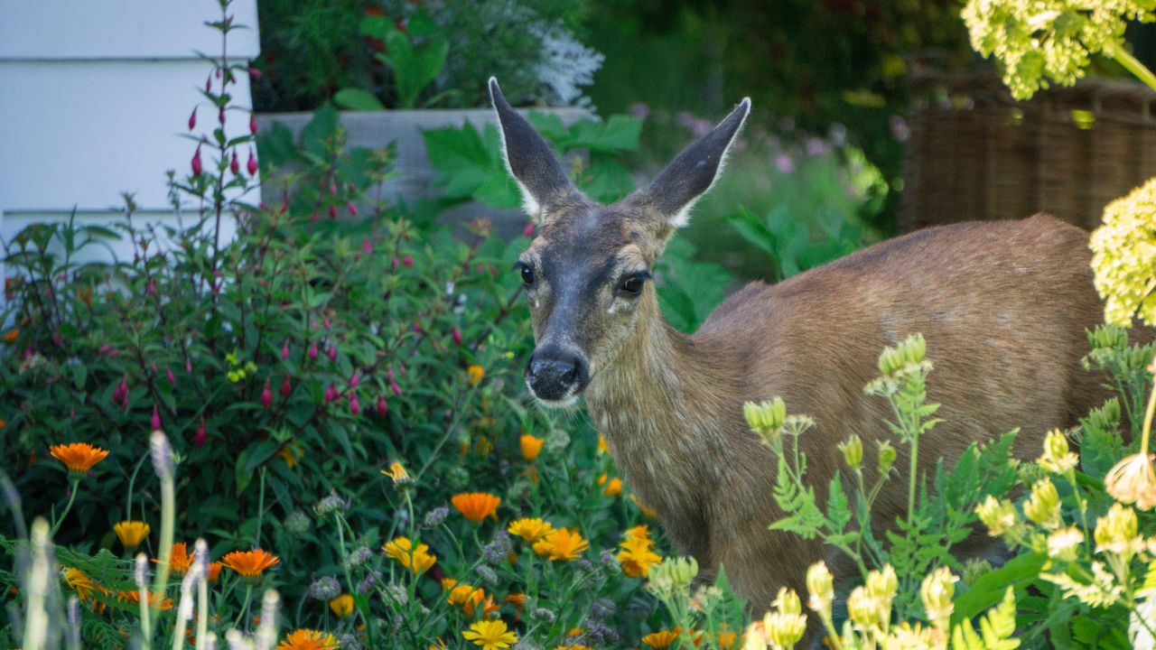 Friendly doe in the garden in Victoria BC