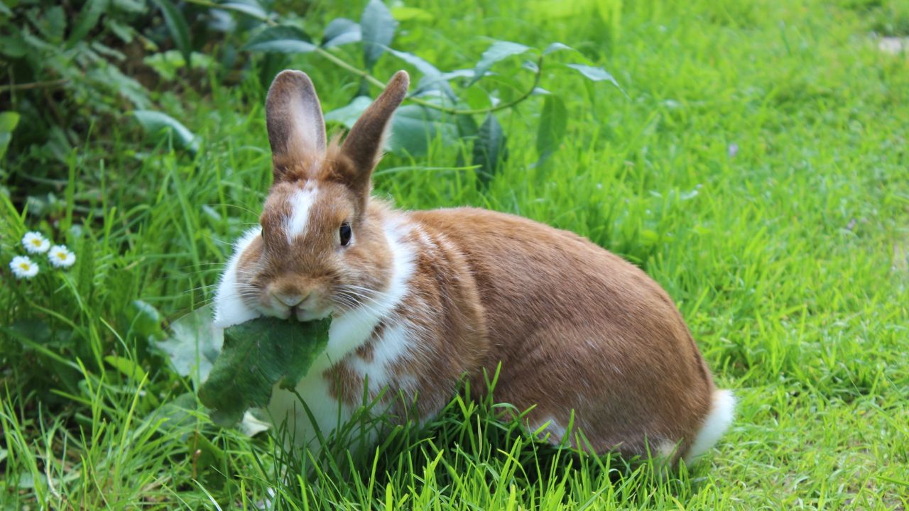 Rabbit sitting on meadow and eating leaf. Close up lovely bunny eating rabbit on the green background. Red white funny rabbit eat grass in garden. Cute sweet furry pet bunny in summer day eating meal