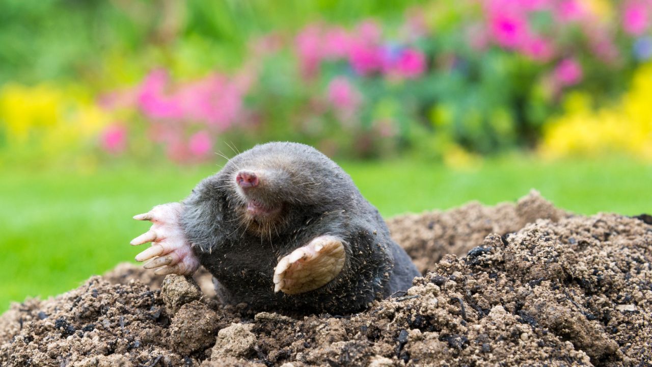 European mole crawling out of molehill above ground, showing strong front feet used for digging underground tunnels