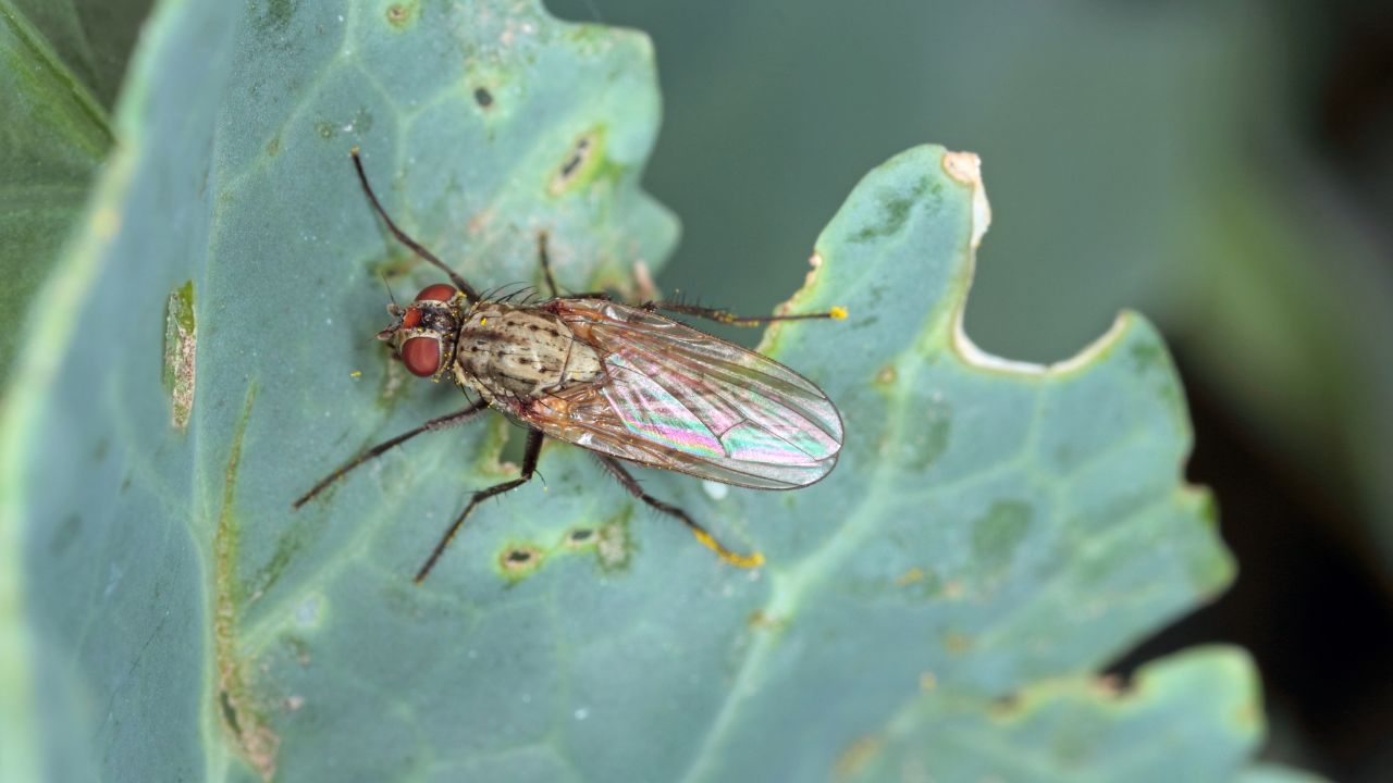 Cabbage fly (also cabbage root fly, root fly or turnip fly) - Delia radicum on the leaf.