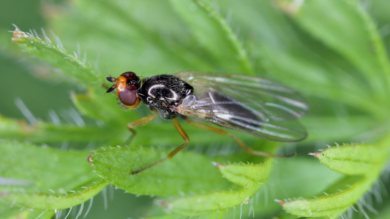 Carrot root fly, Chamaepsila rosae called also Psila rosa. Adult insect on carrot foliage.