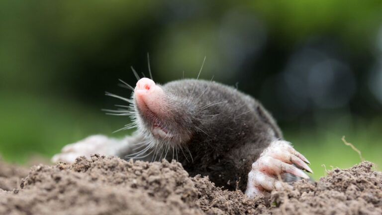 Mole in the garden