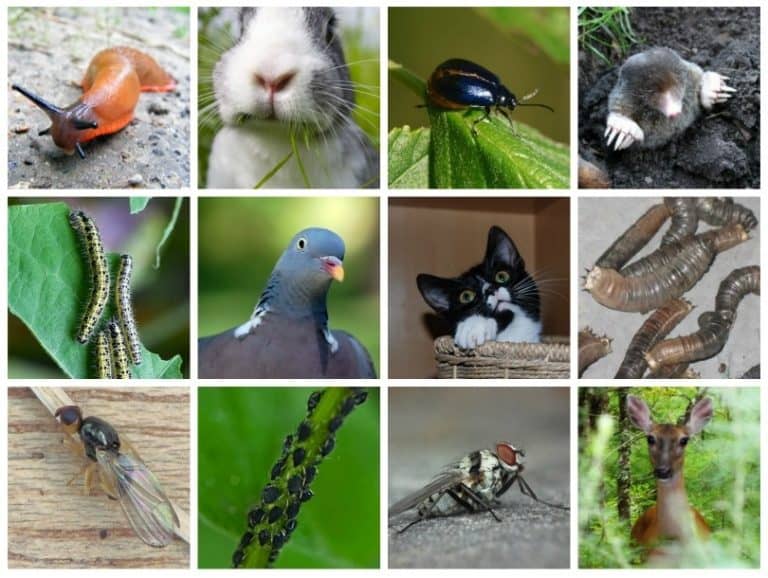 11 Devastating Vegetable Garden Pests And How To Control Them