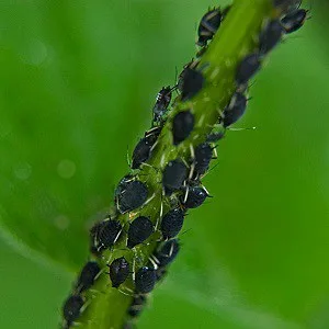 Aphids on a stem