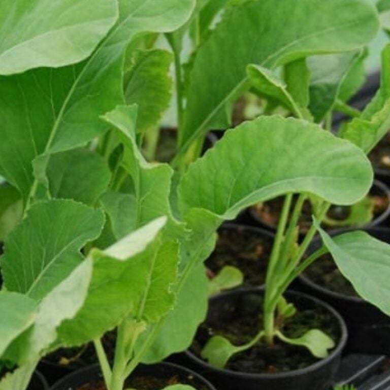 brassica seedlings.