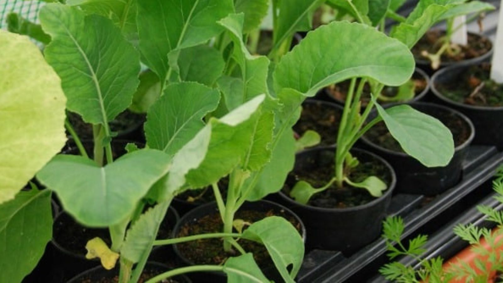 brassica seedlings.