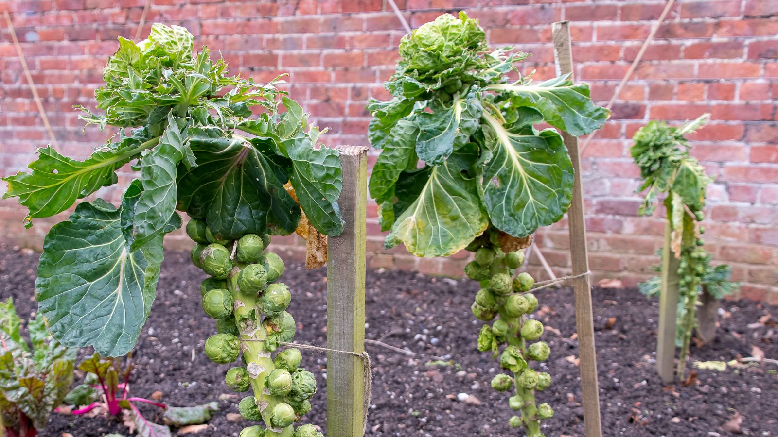 Brussels sprouts.