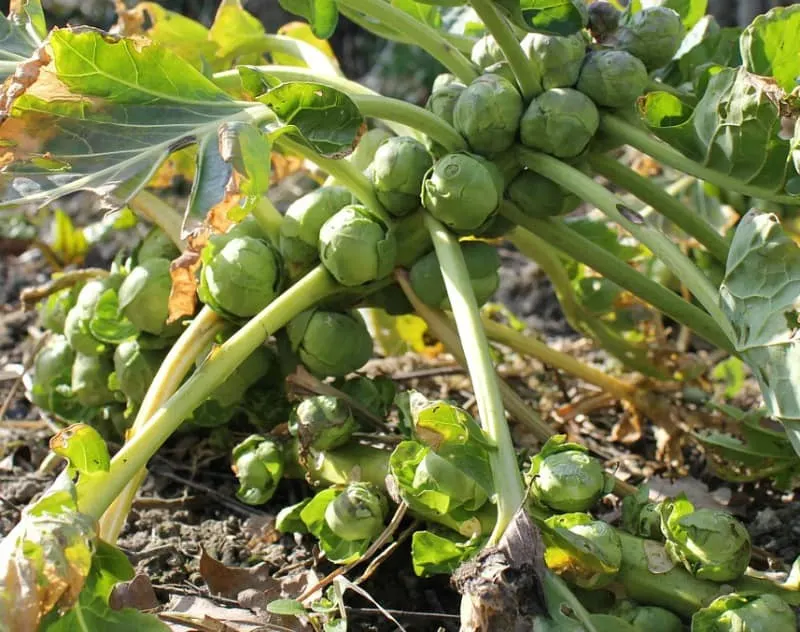 Brussels sprouts in the garden