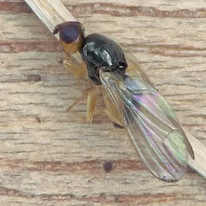 A carrot fly on a wooden surface
