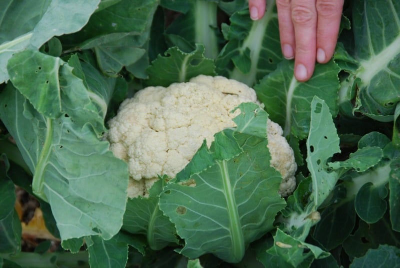 Head of cauliflower in my garden