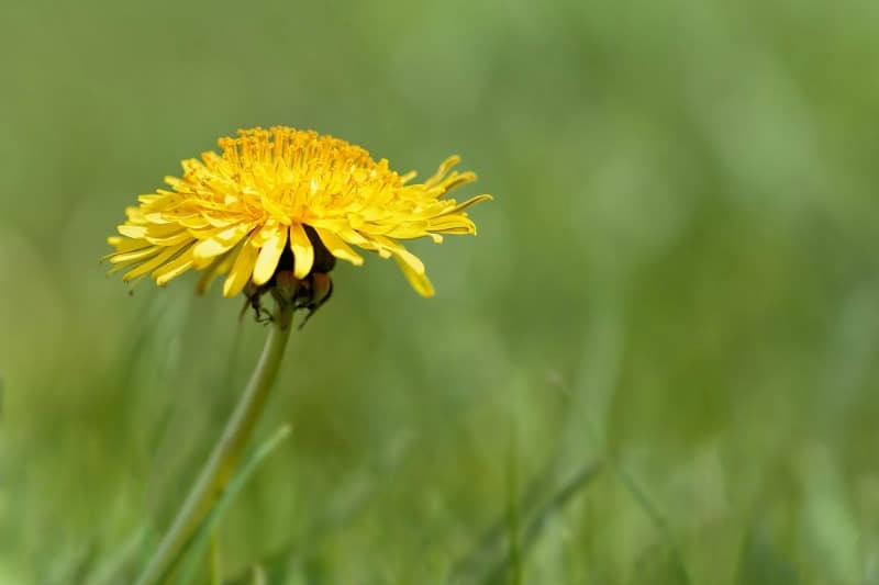 Dandelion, one of the most common garden weeds.