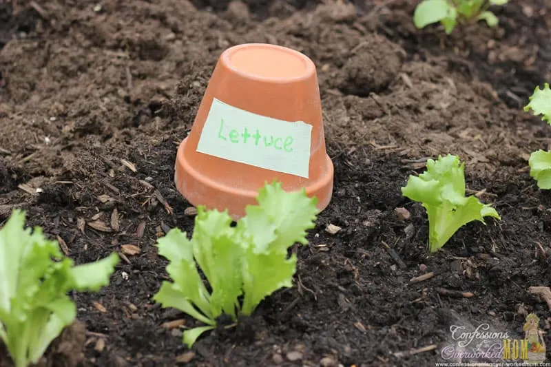 DIY labels on terracotta pots