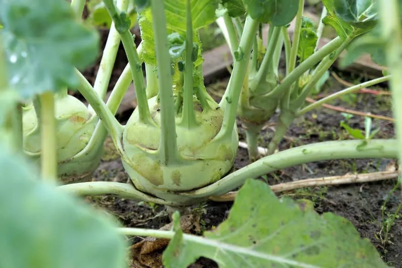 Kohlrabi ready to harvest from the garden