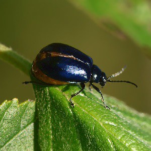 Leaf beetle