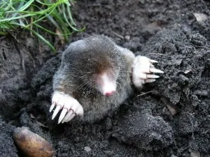 A baby mole coming out of the ground