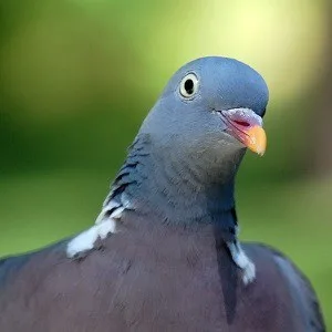 A close up of a pigeon