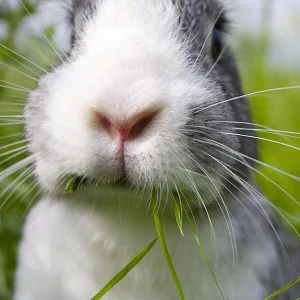 A close up of a bunny face
