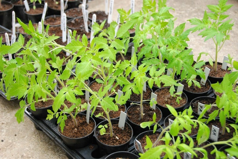 Tomato seedlings ready to be transplanted into the garden