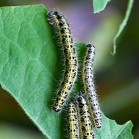 White cabbage butterfly caterpilars