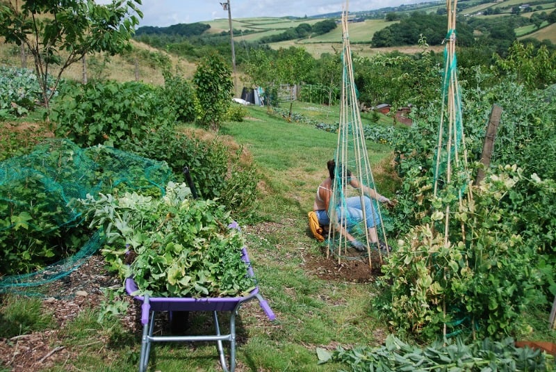 Working in the garden (weeding)