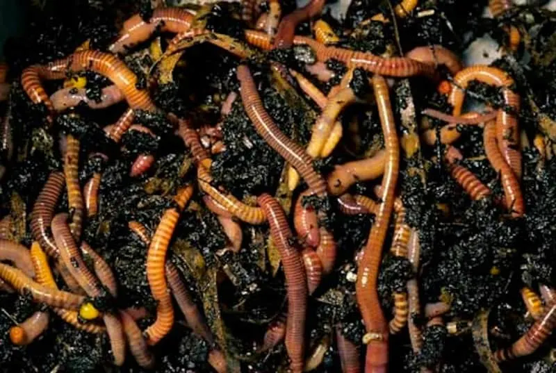 Tiger worms in the composter