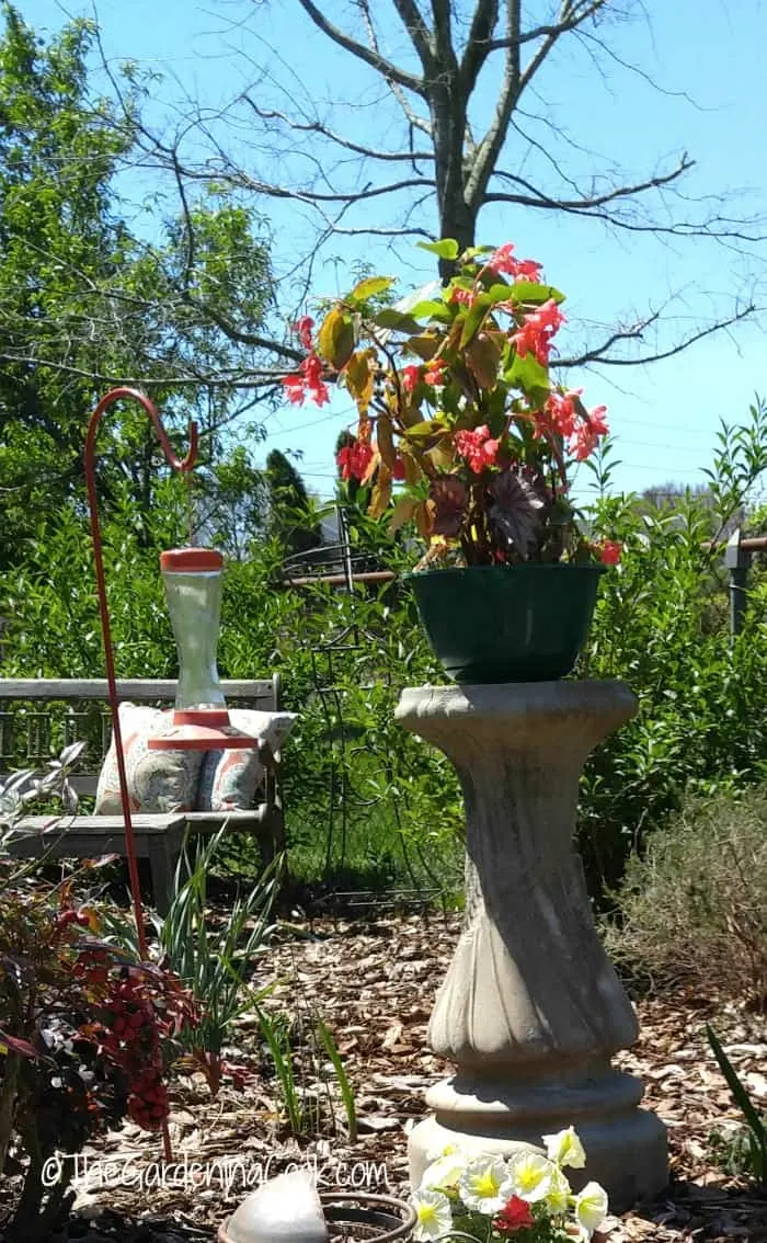 Bird bath transformed into a planter