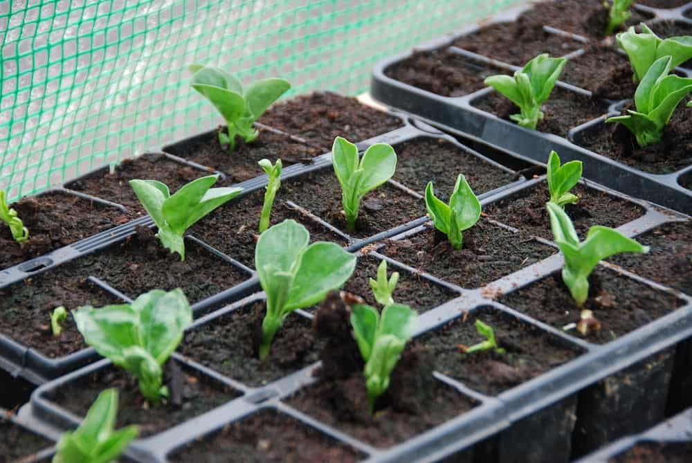 broad bean seedlings