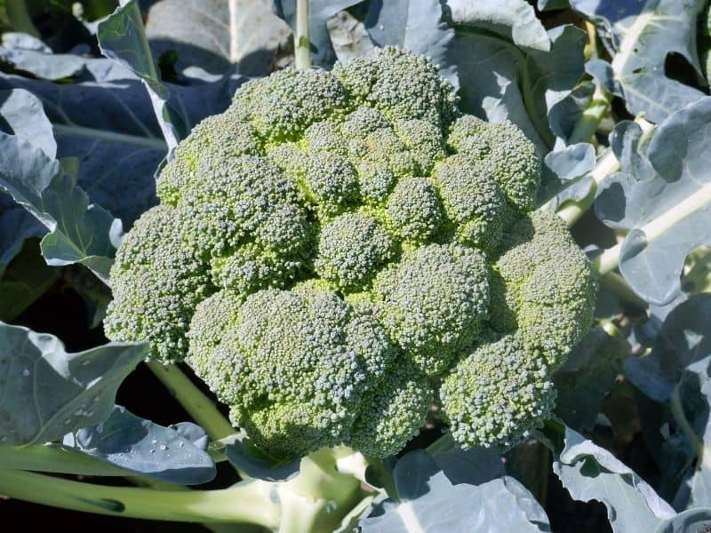 broccoli head ready to harvest