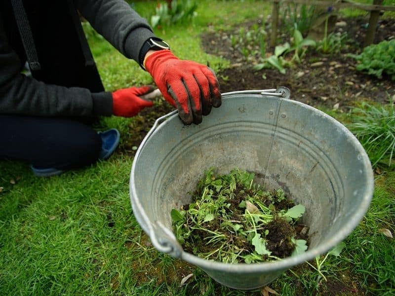 bucket of weeds