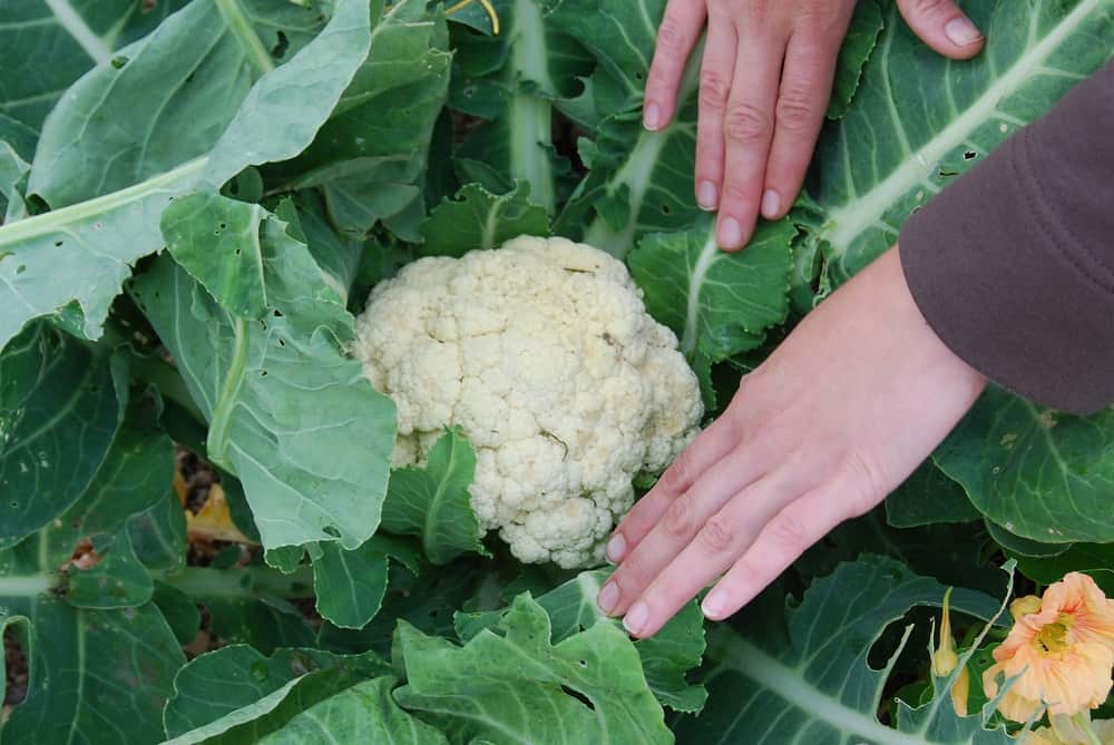 cauliflower head ready to harvest