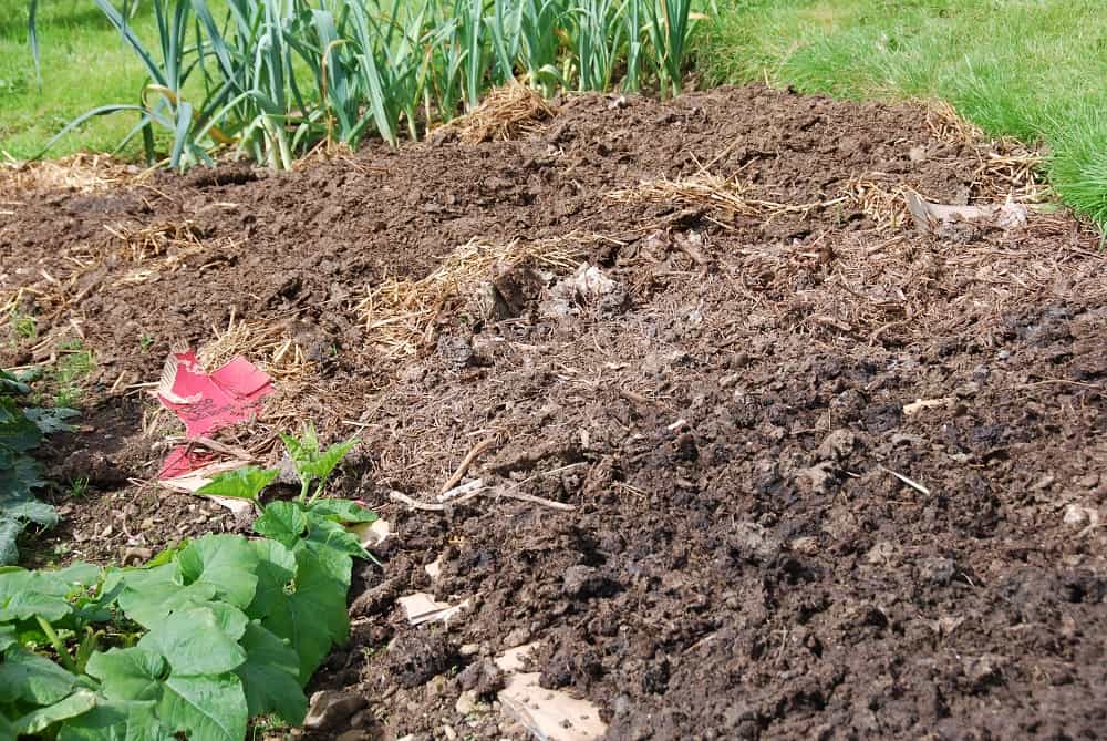 manure spread after crops die down