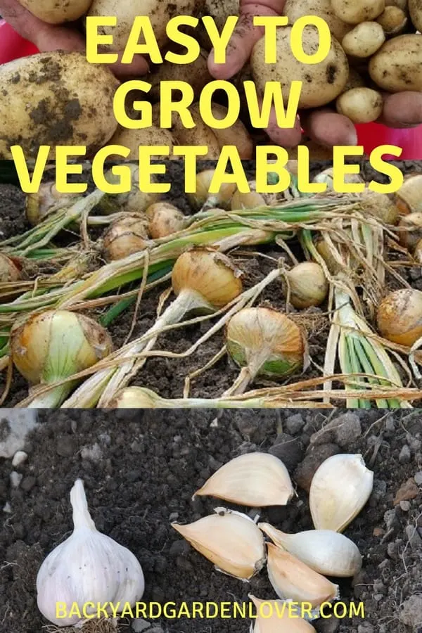 Easy to grow vegetables