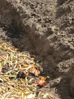 a composting trench filled with food scraps.