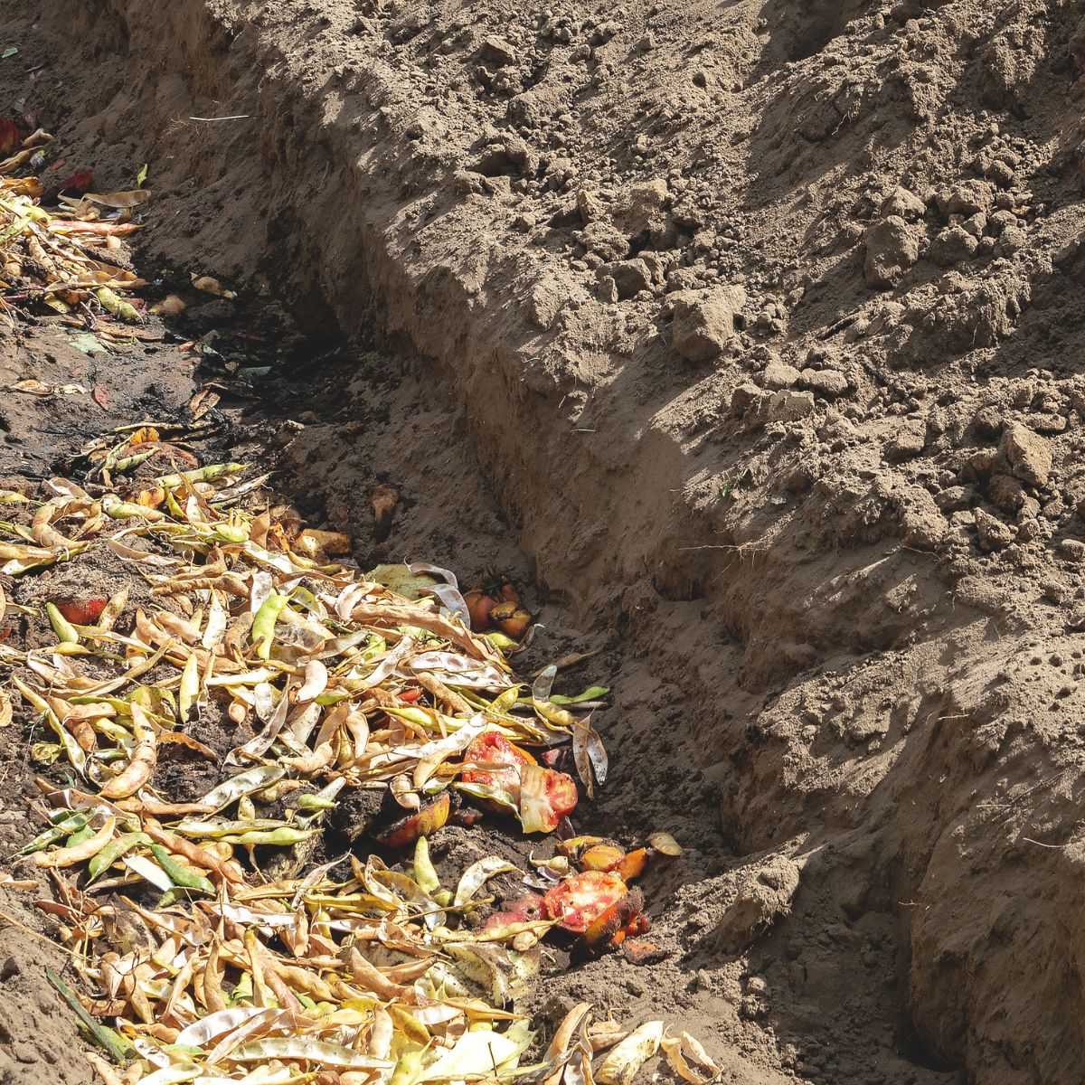 a composting trench filled with food scraps.