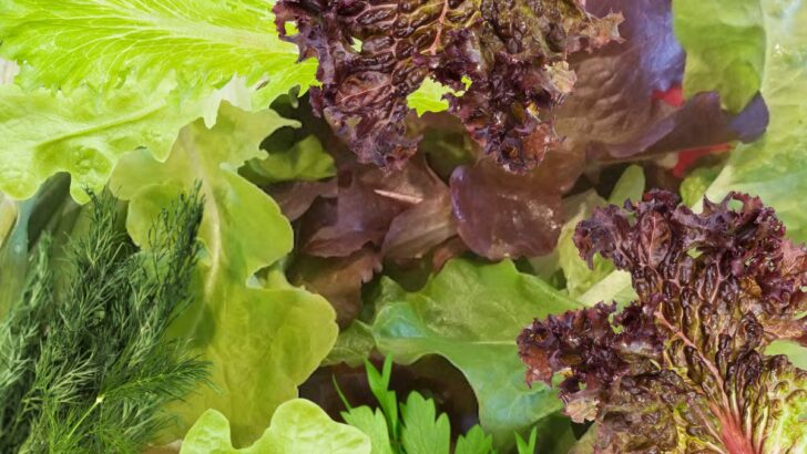 Indoor Winter Vegetable Garden For Cold Season Harvest