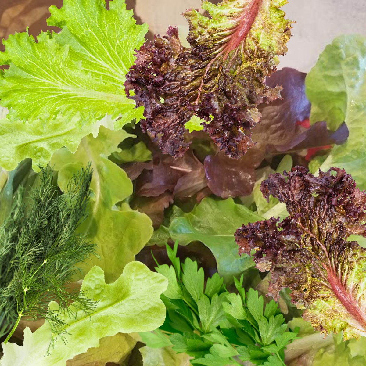 fresh lettuce and herbs for salad.